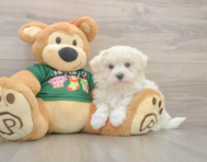 10 week old Maltese Puppy For Sale - Florida Fur Babies