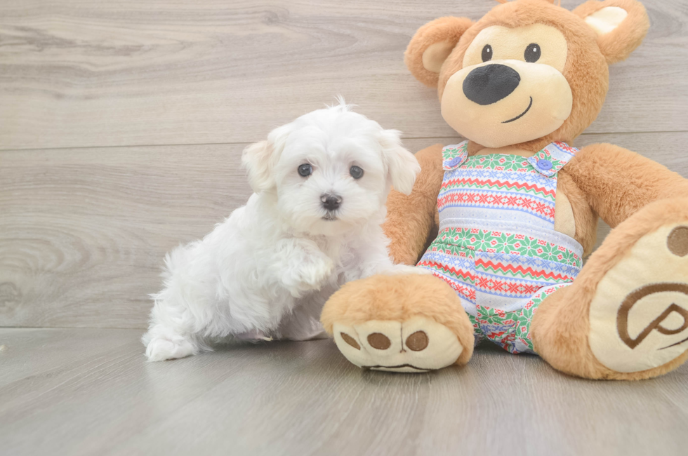 7 week old Maltese Puppy For Sale - Florida Fur Babies