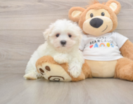 7 week old Maltese Puppy For Sale - Florida Fur Babies