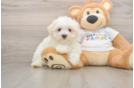 Funny Maltese Purebred Pup