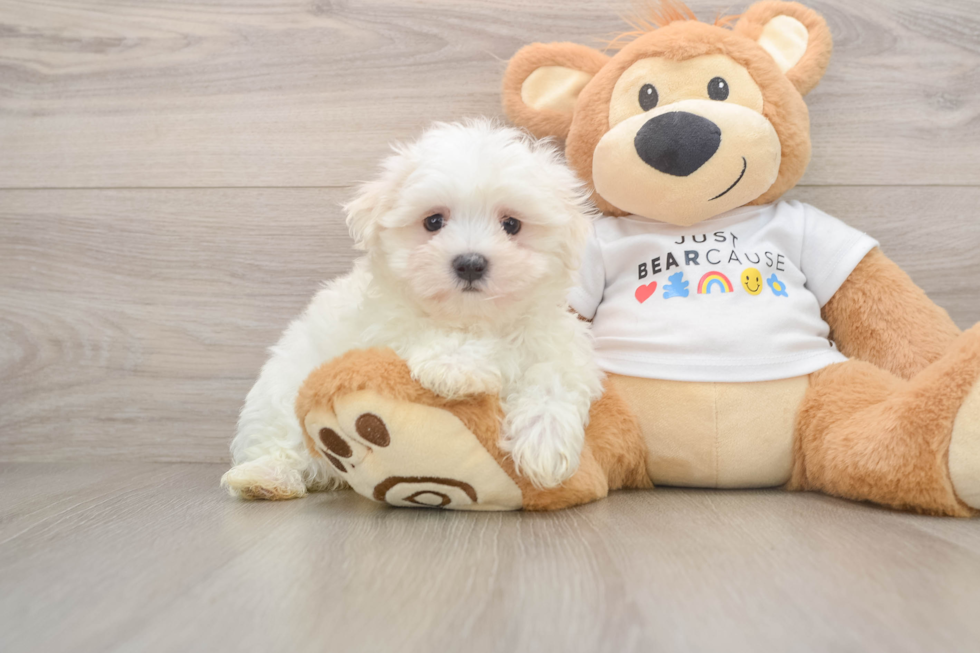 Funny Maltese Purebred Pup