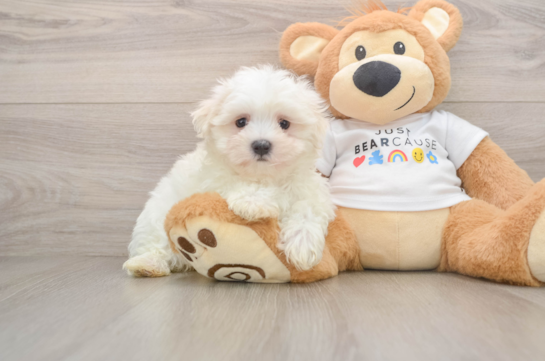 Funny Maltese Purebred Pup