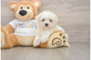 Small Maltese Baby