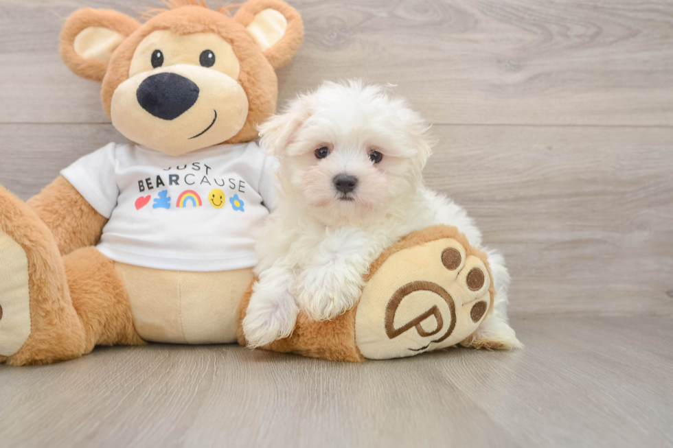 Small Maltese Baby