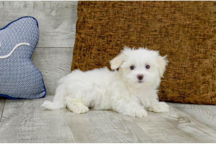Meet Maddox - our Maltese Puppy Photo 2/3 - Florida Fur Babies