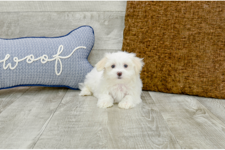 Meet Maddox - our Maltese Puppy Photo 1/3 - Florida Fur Babies