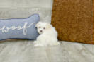 Meet Maddox - our Maltese Puppy Photo 3/3 - Florida Fur Babies