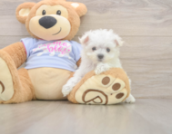8 week old Maltese Puppy For Sale - Florida Fur Babies