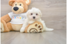 Small Maltese Baby