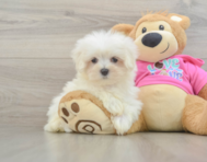 8 week old Maltese Puppy For Sale - Florida Fur Babies
