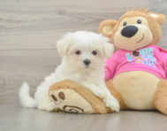 8 week old Maltese Puppy For Sale - Florida Fur Babies