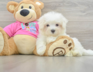 8 week old Maltese Puppy For Sale - Florida Fur Babies