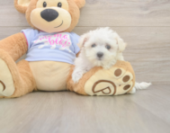 7 week old Maltese Puppy For Sale - Florida Fur Babies
