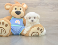 7 week old Maltese Puppy For Sale - Florida Fur Babies