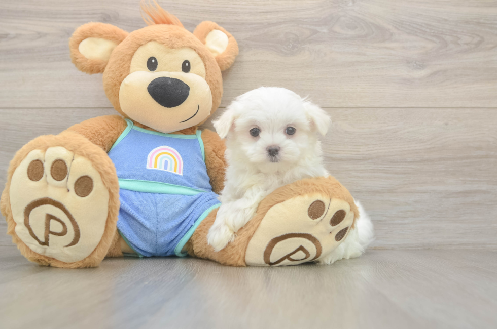 8 week old Maltese Puppy For Sale - Florida Fur Babies