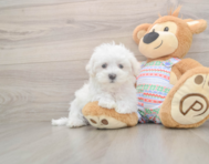 7 week old Maltese Puppy For Sale - Florida Fur Babies
