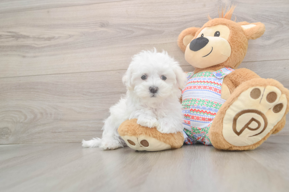 7 week old Maltese Puppy For Sale - Florida Fur Babies