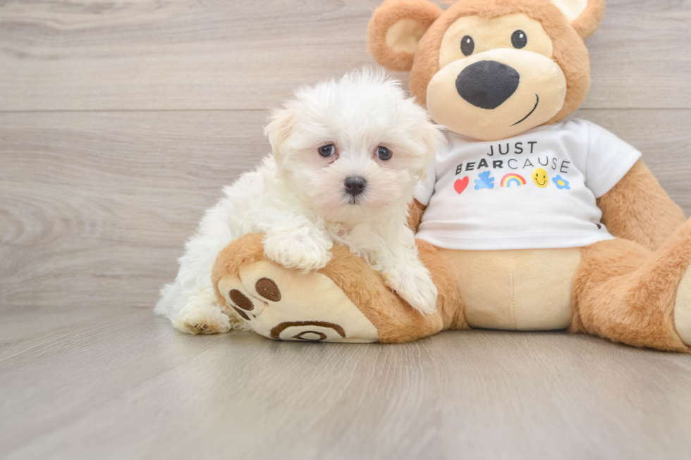 Maltese Puppy for Adoption