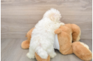 Funny Maltese Baby
