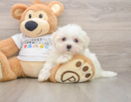 8 week old Maltese Puppy For Sale - Florida Fur Babies