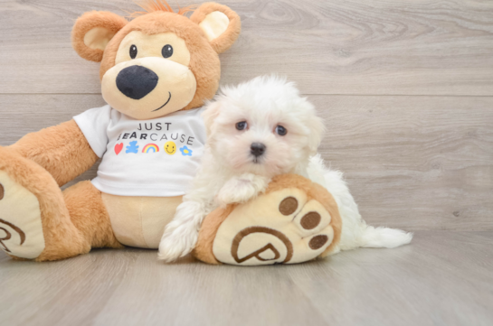 Maltese Puppy for Adoption