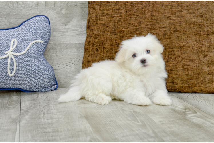 Meet Martin - our Maltese Puppy Photo 2/3 - Florida Fur Babies
