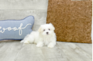 Meet Martin - our Maltese Puppy Photo 1/3 - Florida Fur Babies