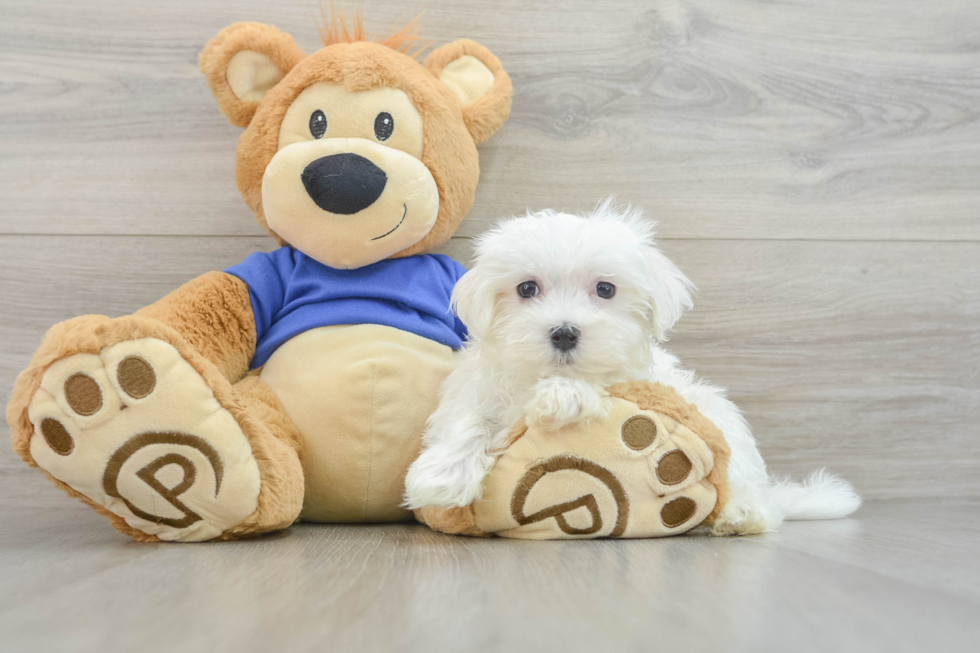 Maltese Pup Being Cute