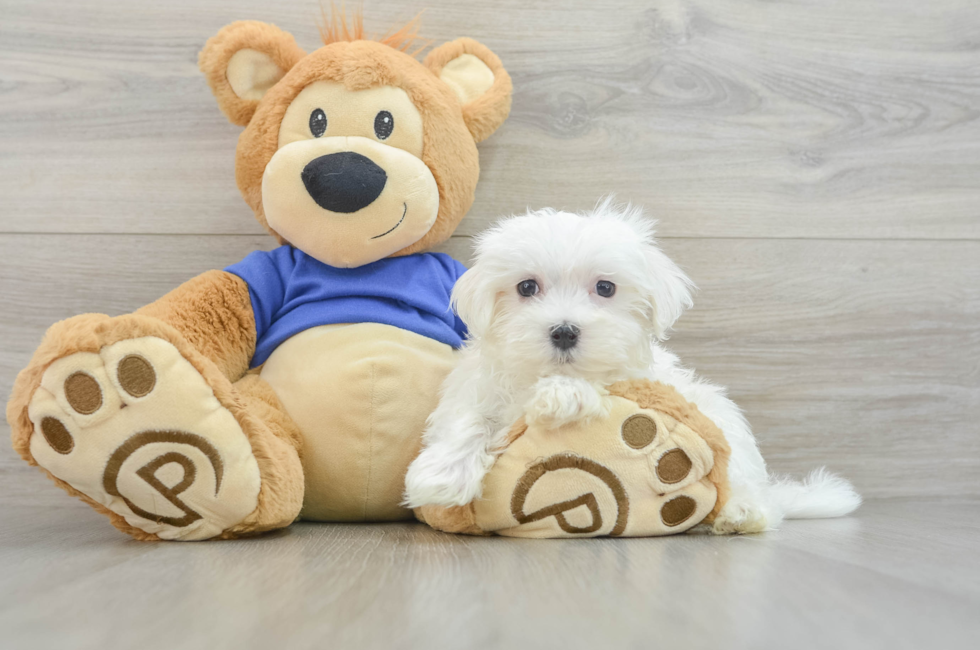 11 week old Maltese Puppy For Sale - Florida Fur Babies