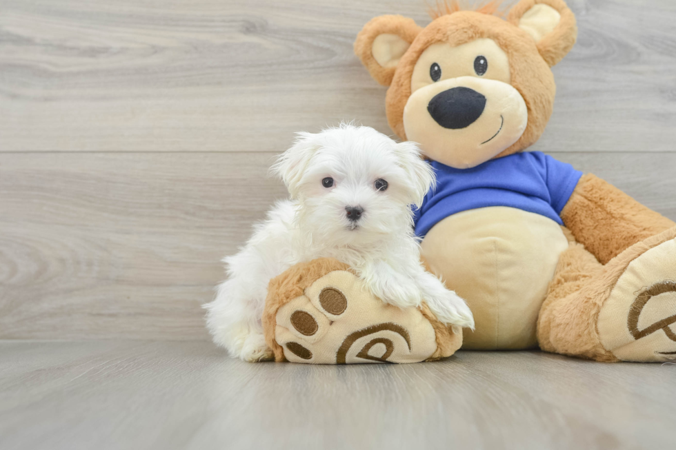 Playful Maltese Baby