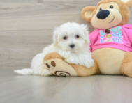 9 week old Maltese Puppy For Sale - Florida Fur Babies