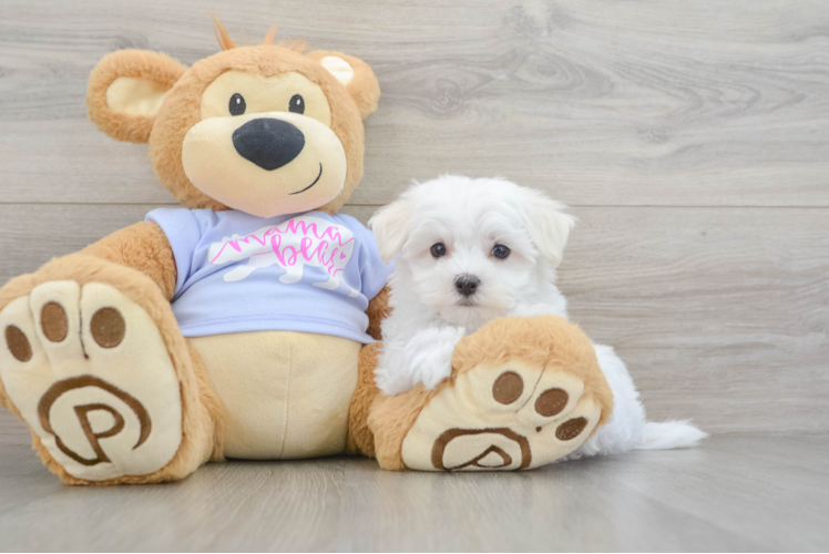 Maltese Pup Being Cute