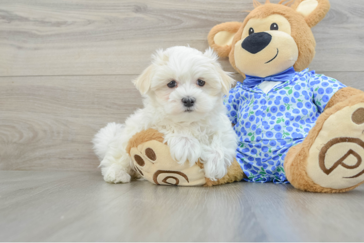 Best Maltese Baby