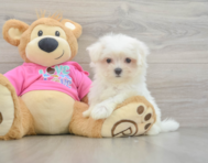 8 week old Maltese Puppy For Sale - Florida Fur Babies