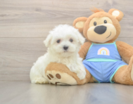 7 week old Maltese Puppy For Sale - Florida Fur Babies