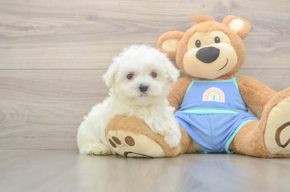 8 week old Maltese Puppy For Sale - Florida Fur Babies