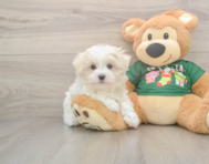 10 week old Maltese Puppy For Sale - Florida Fur Babies
