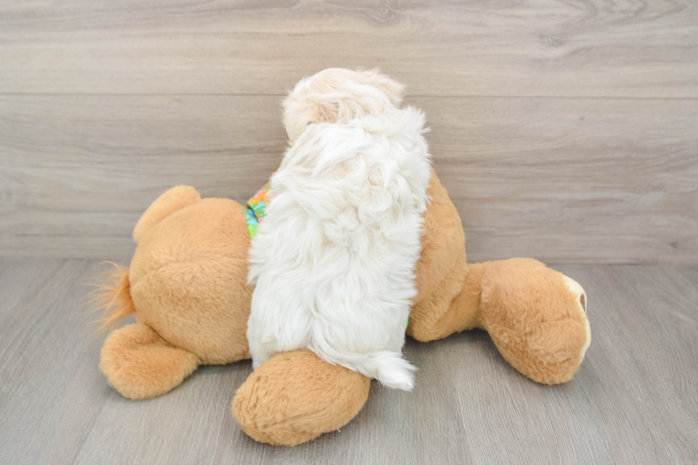 Hypoallergenic Maltese Purebred Pup