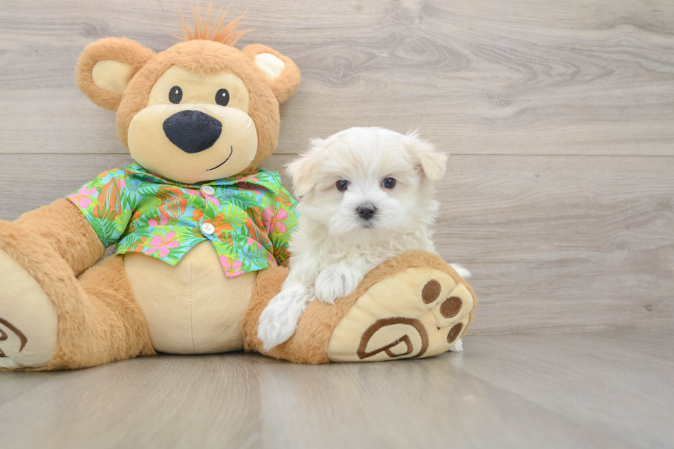 Small Maltese Purebred Pup