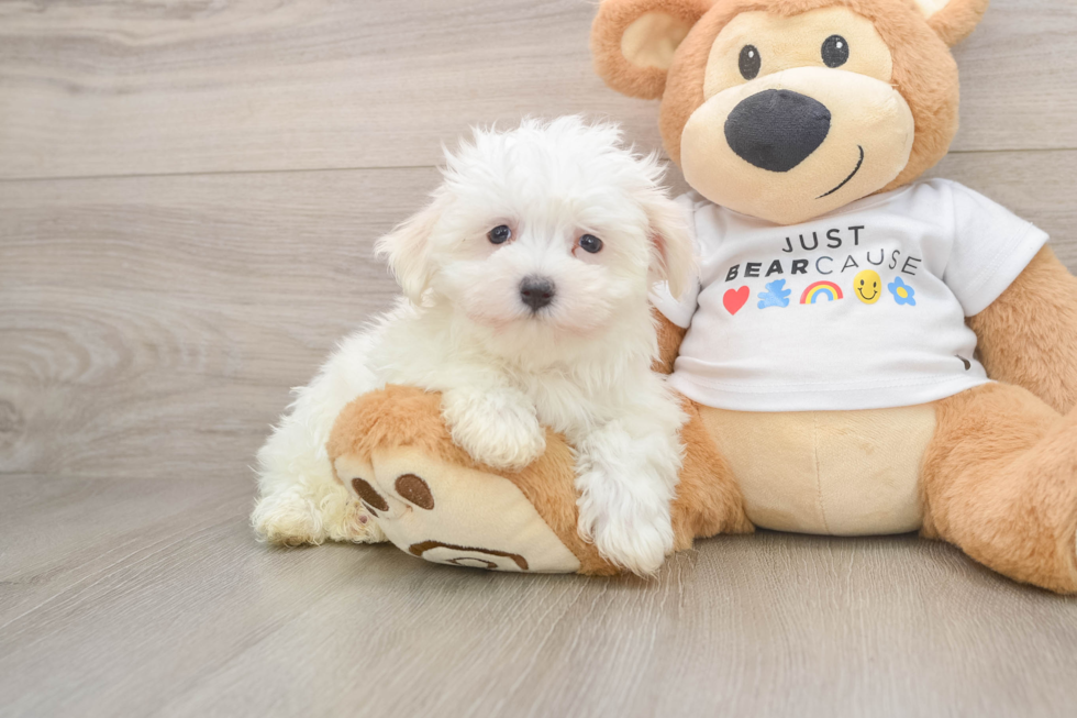 Best Maltese Baby