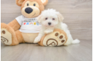 Best Maltese Baby