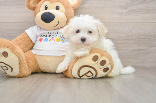 Best Maltese Baby
