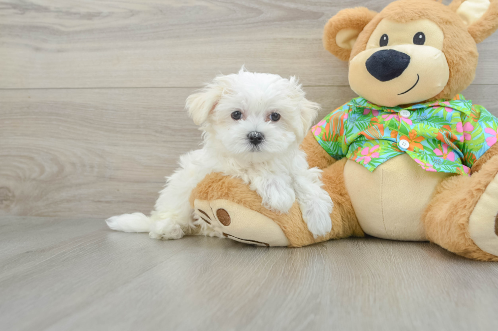 Adorable Maltese Purebred Puppy