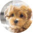 Maltipoo Puppies For Sale - Florida Fur Babies