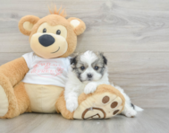 5 week old Maltipom Puppy For Sale - Florida Fur Babies