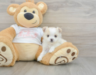 5 week old Maltipom Puppy For Sale - Florida Fur Babies
