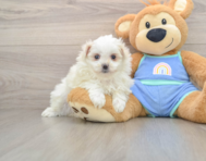 5 week old Maltipom Puppy For Sale - Florida Fur Babies