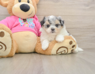 5 week old Maltipom Puppy For Sale - Florida Fur Babies