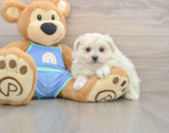 5 week old Maltipom Puppy For Sale - Florida Fur Babies