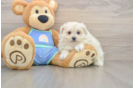 Hypoallergenic Maltese Pom Designer Puppy